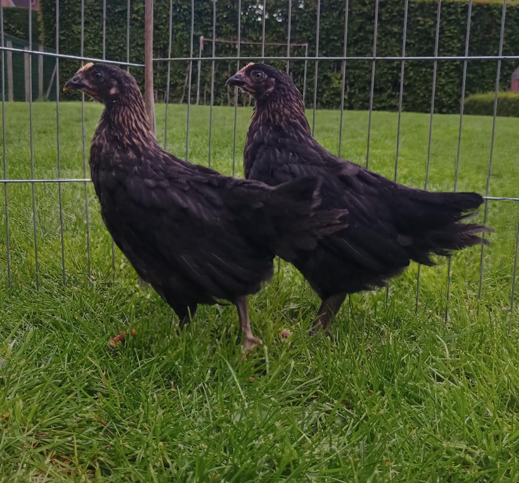 Zwarte legkip hen/ hennen te koop, Femelle, Poule ou poulet