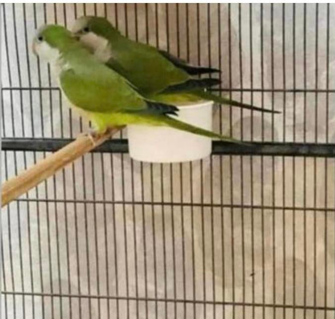 Conure souris