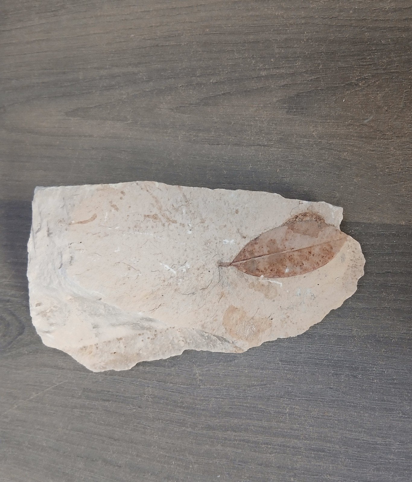 fossile végétal, Collections, Enlèvement ou Envoi, Fossile