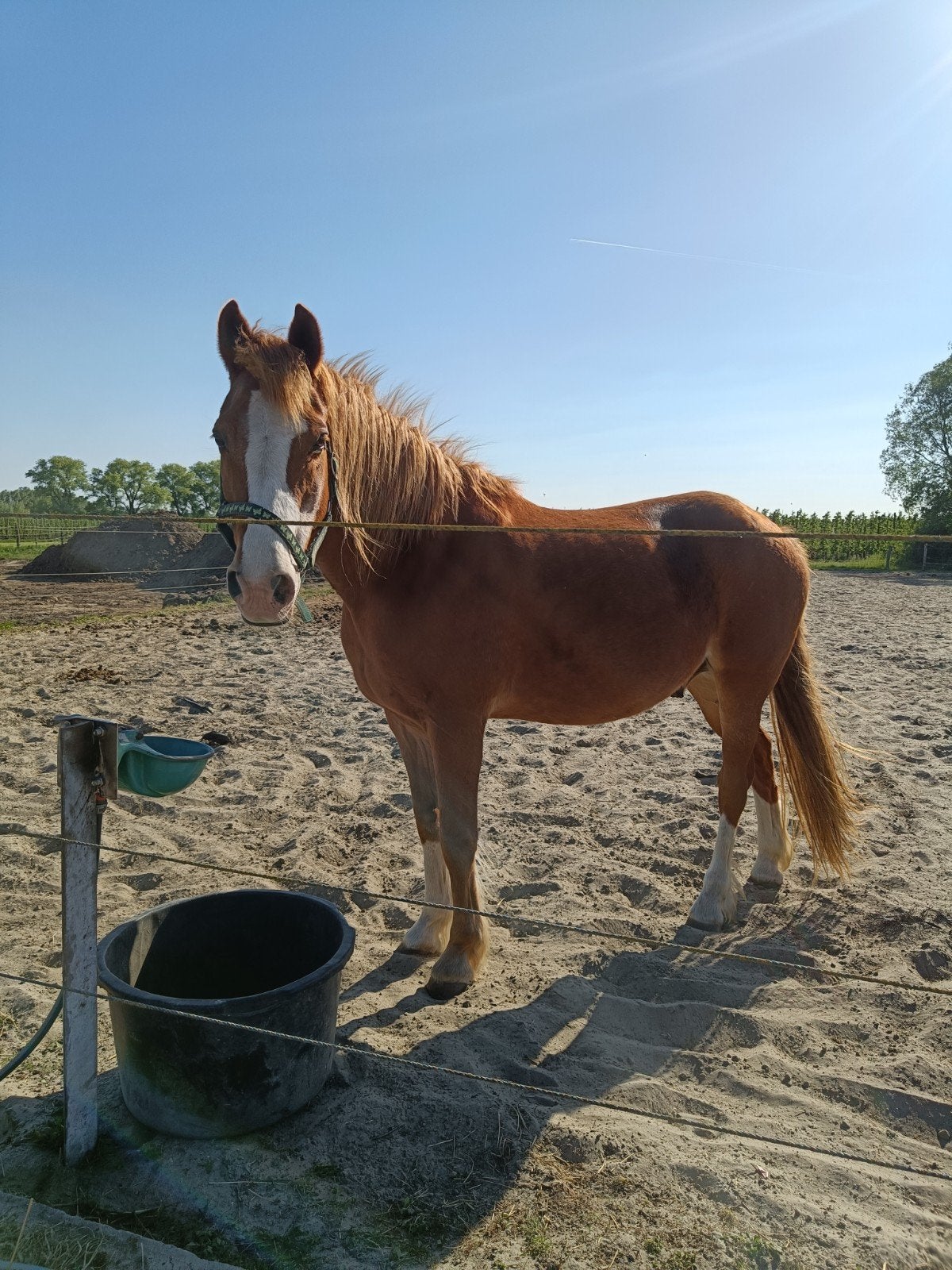 stal en buitenpiste voor paard pony, Dieren en Toebehoren, Ruin
