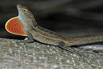 Koppeltje anolis sagrei, Animaux & Accessoires, Reptiles & Amphibiens, Amphibien