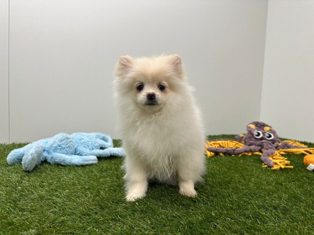 Pomeriaan pups, Dieren en Toebehoren, België, Keeshond, 8 tot 15 weken, Parvo