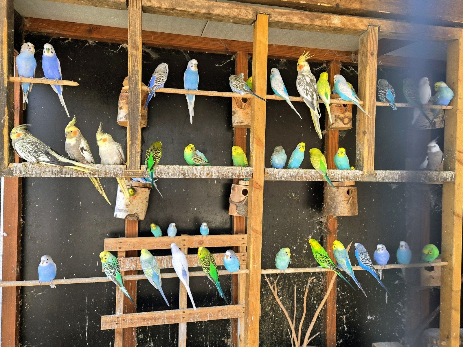 Verschillende jonge grasparkieten te koop, Dieren en Toebehoren