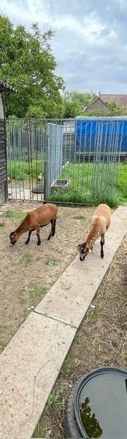 Kameroen schapen jonge ooien / ooien + lammetjes ram/ooi, Femelle, Mouton, 0 à 2 ans