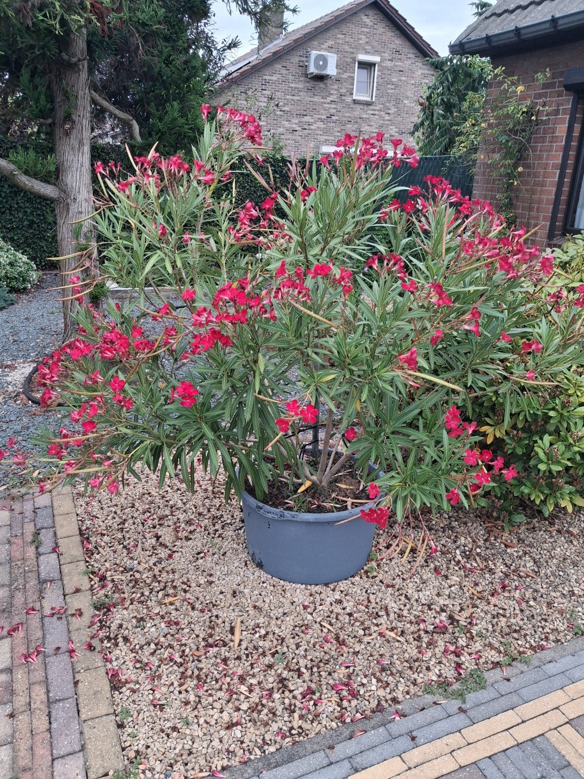 planten, Jardin & Terrasse, Plantes | Arbres, Enlèvement