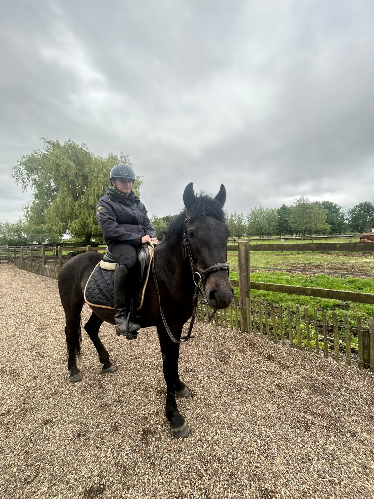 Pony te koop/lease, Animaux & Accessoires, Poneys, Vermifugé, B, Hongre, Poney D (1.37 m à 1.48m)