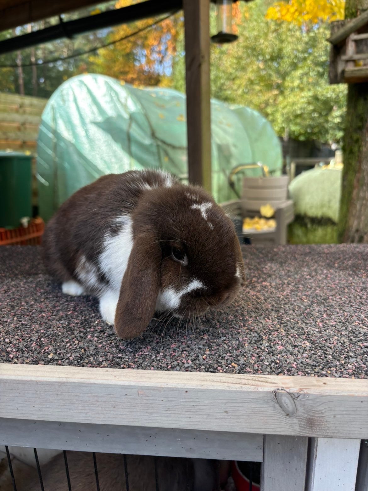 Minilop, Dieren en Toebehoren, Vrouwelijk, Dwerg, Hangoor, 0 tot 2 jaar
