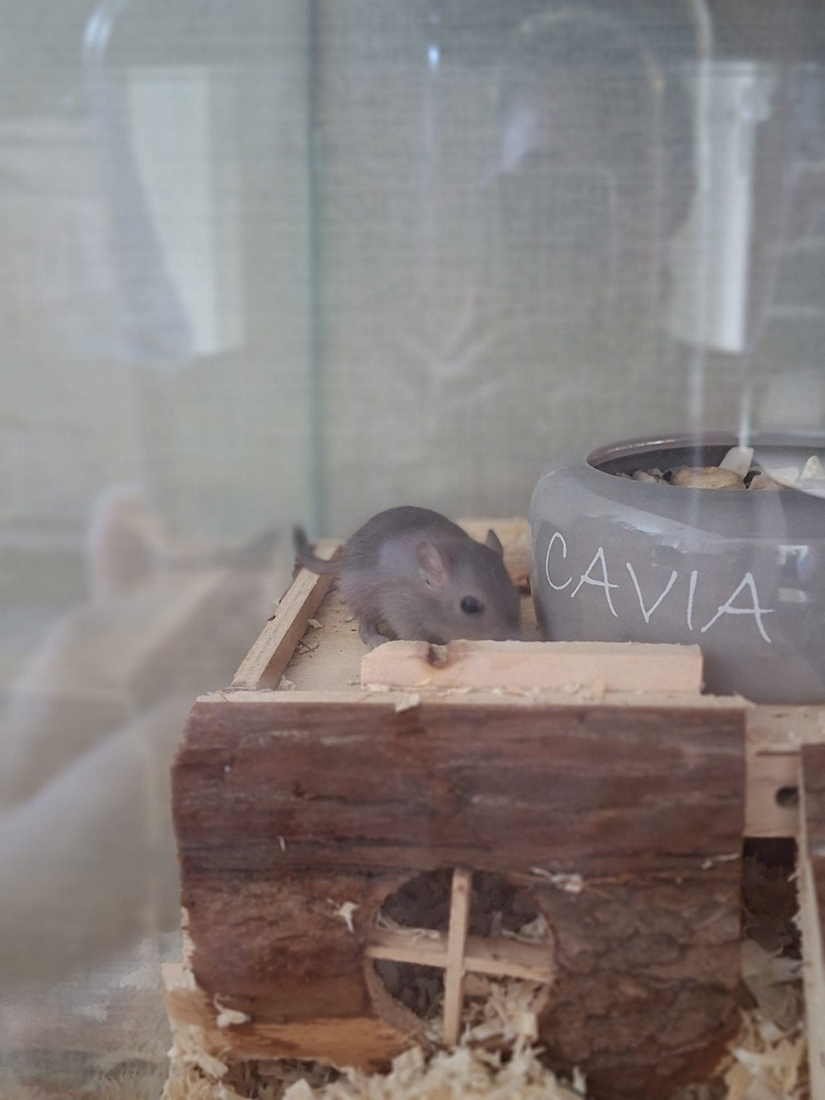 Gerbils, Dieren en Toebehoren, Juni, Mannelijk