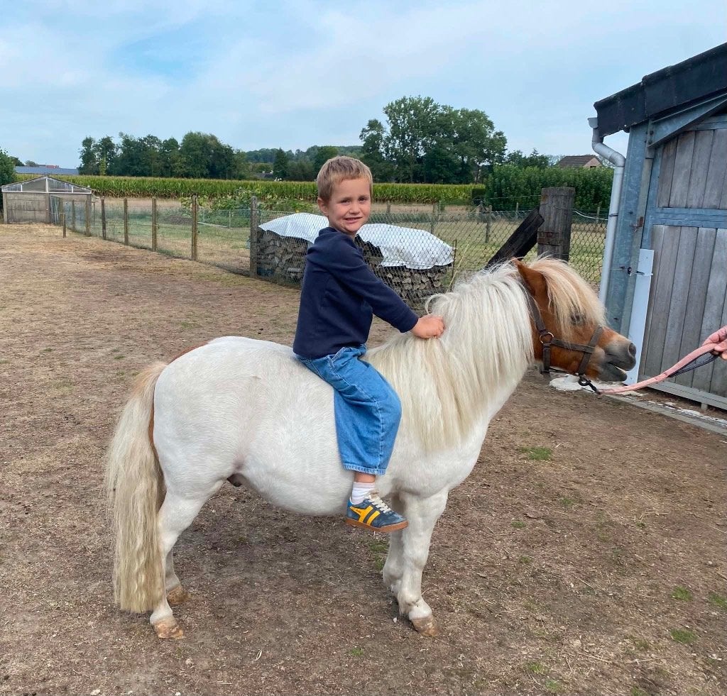 mini - recreatie paard, Gechipt, Minder dan 160 cm, Ruin, Niet van toepassing