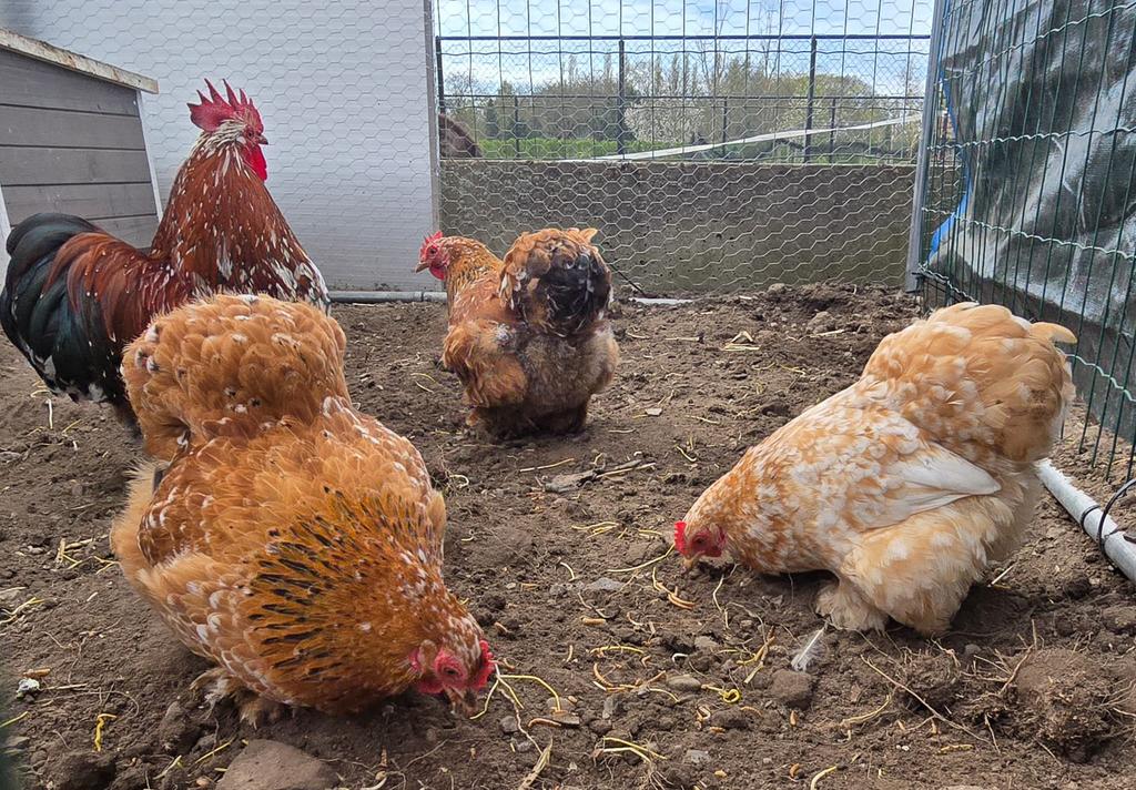 Cochin hennen te koop, Dieren en Toebehoren, Pluimvee, Vrouwelijk, Kip