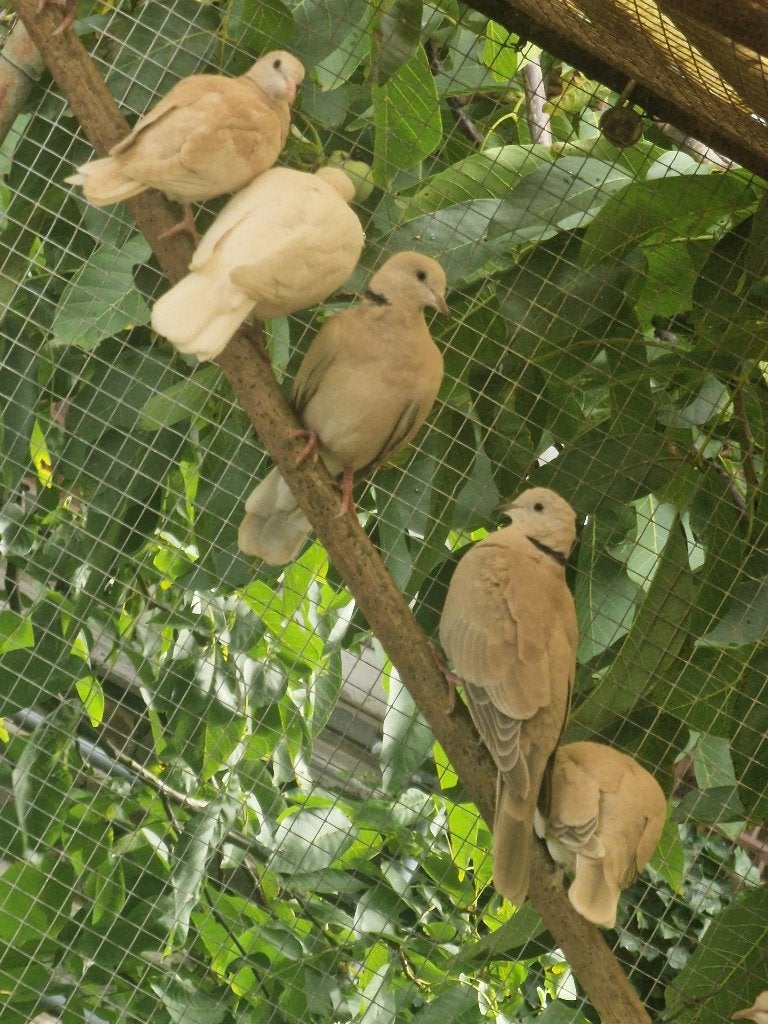 Tortelduiven, Dieren en Toebehoren, Vogels | Duiven, Meerdere dieren, Tortelduif