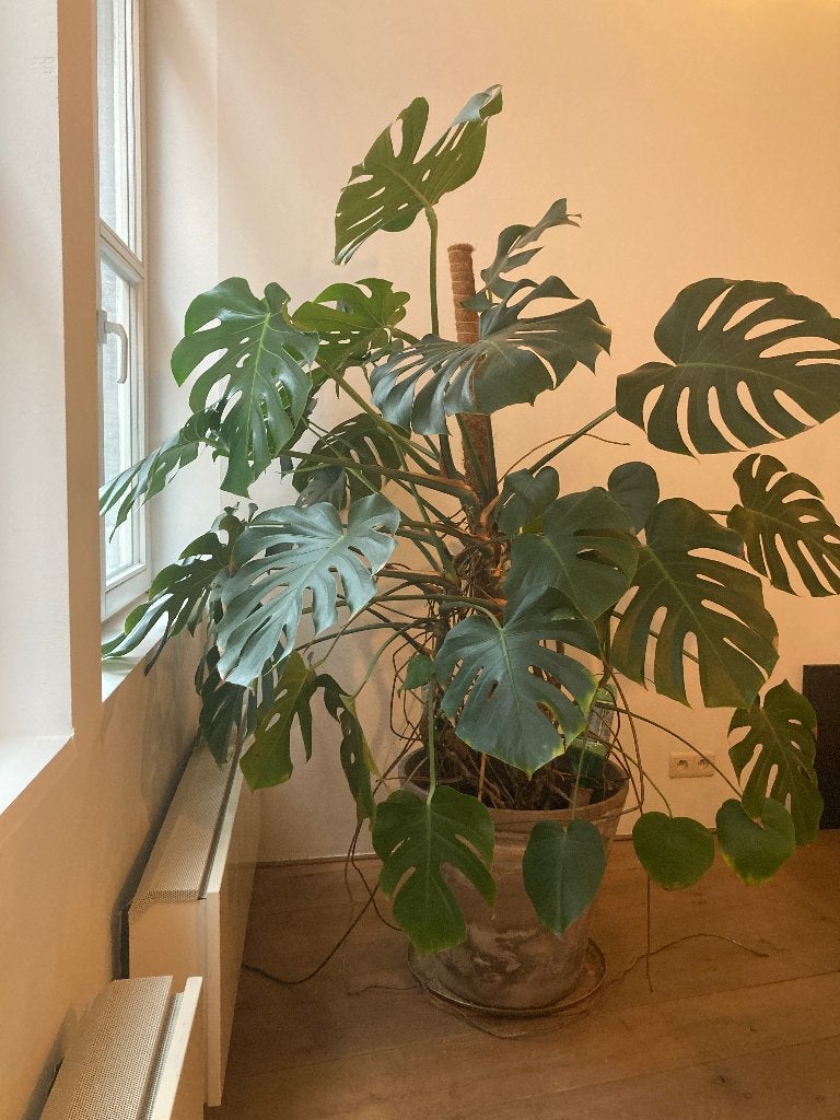 Monstera 1m70, Ophalen, Palm, Halfschaduw, In pot