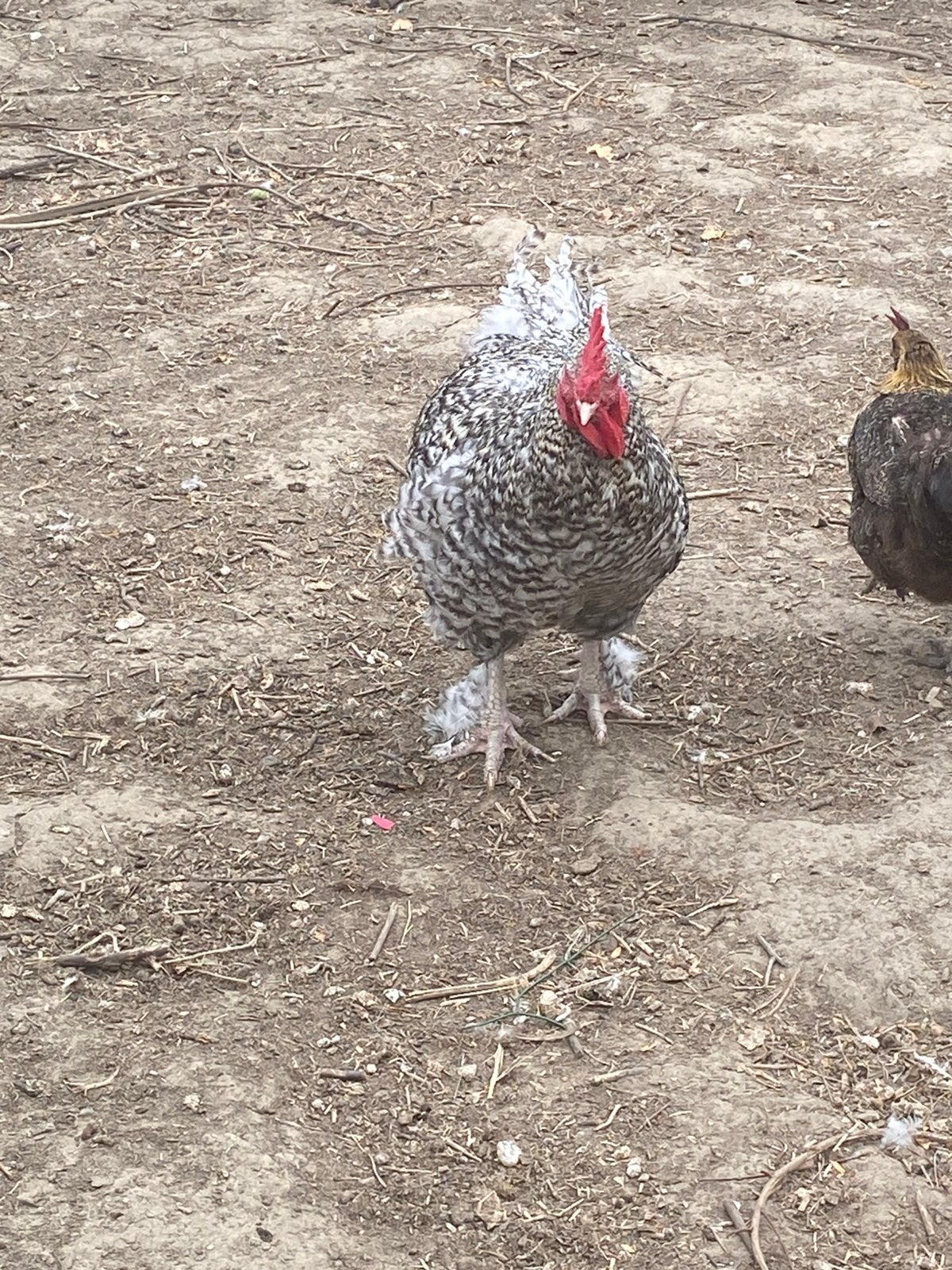 2 Mechelse koek koek hanen, Dieren en Toebehoren