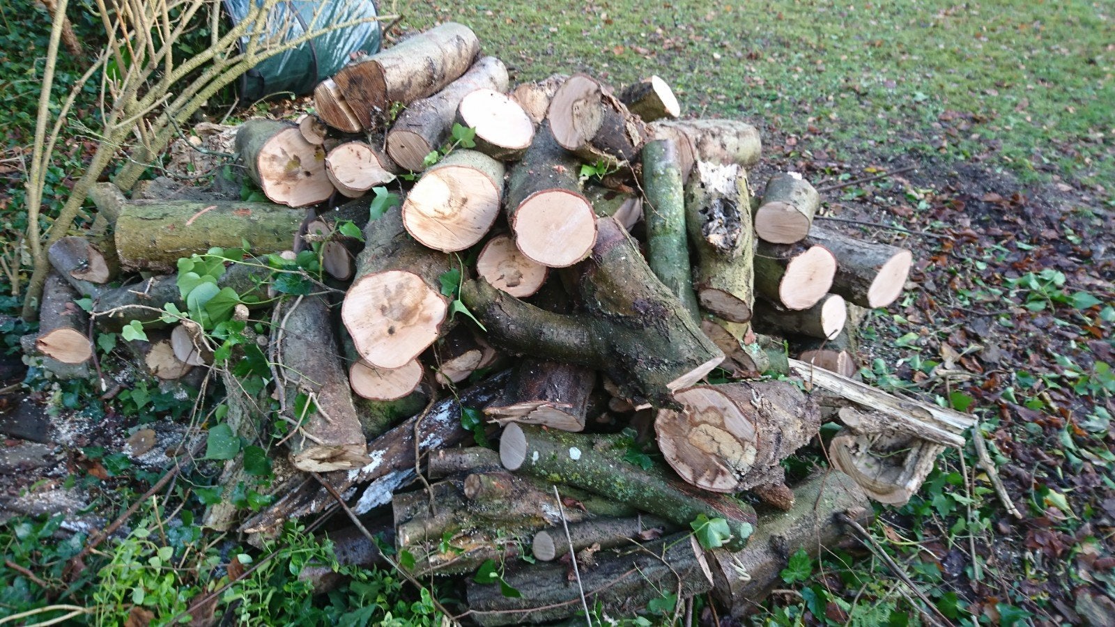 tas de bois noisetier à enlever à Gistoux, Jardin & Terrasse, Enlèvement