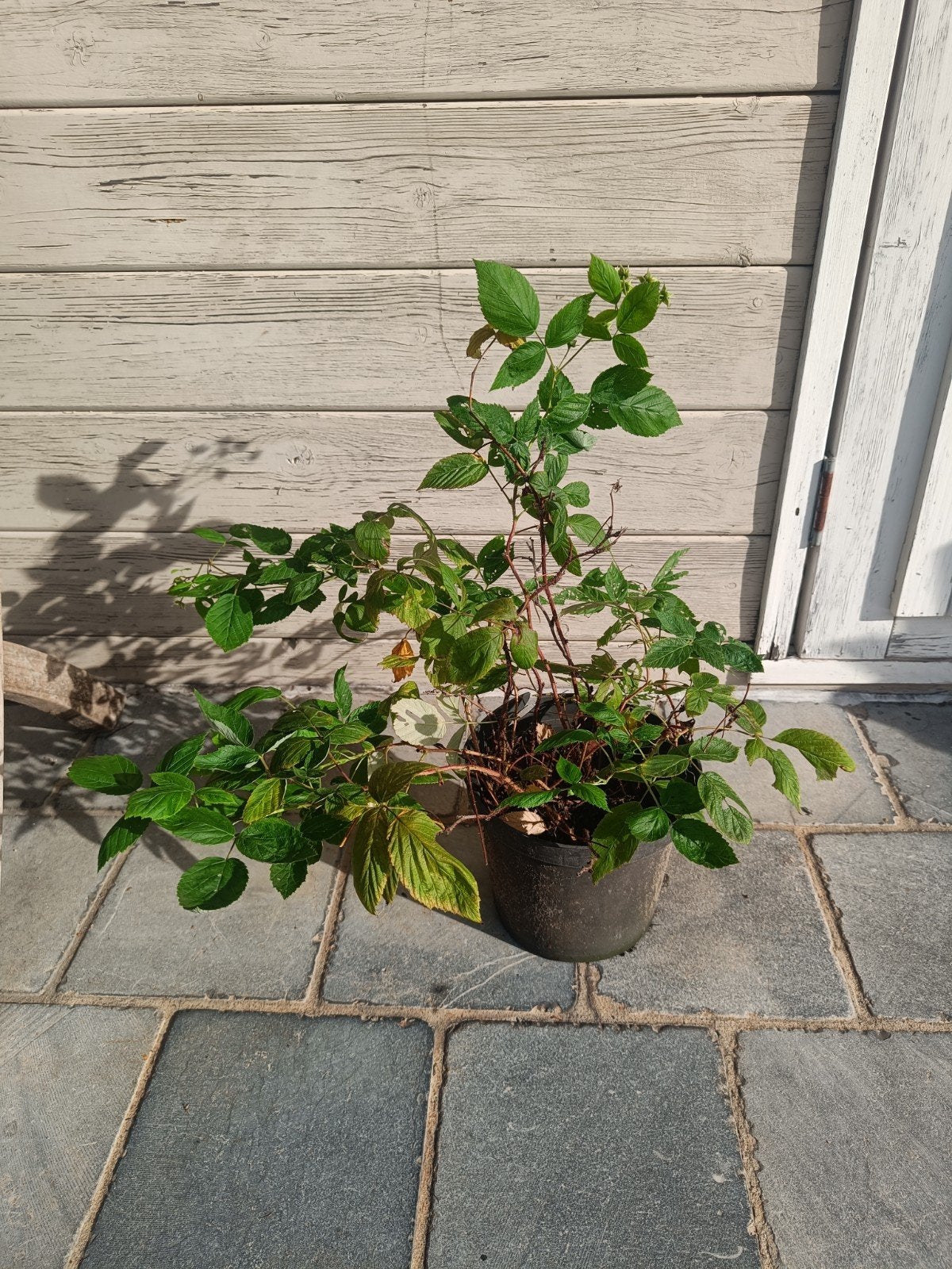 frambozen Rode planten, Tuin en Terras, Ophalen
