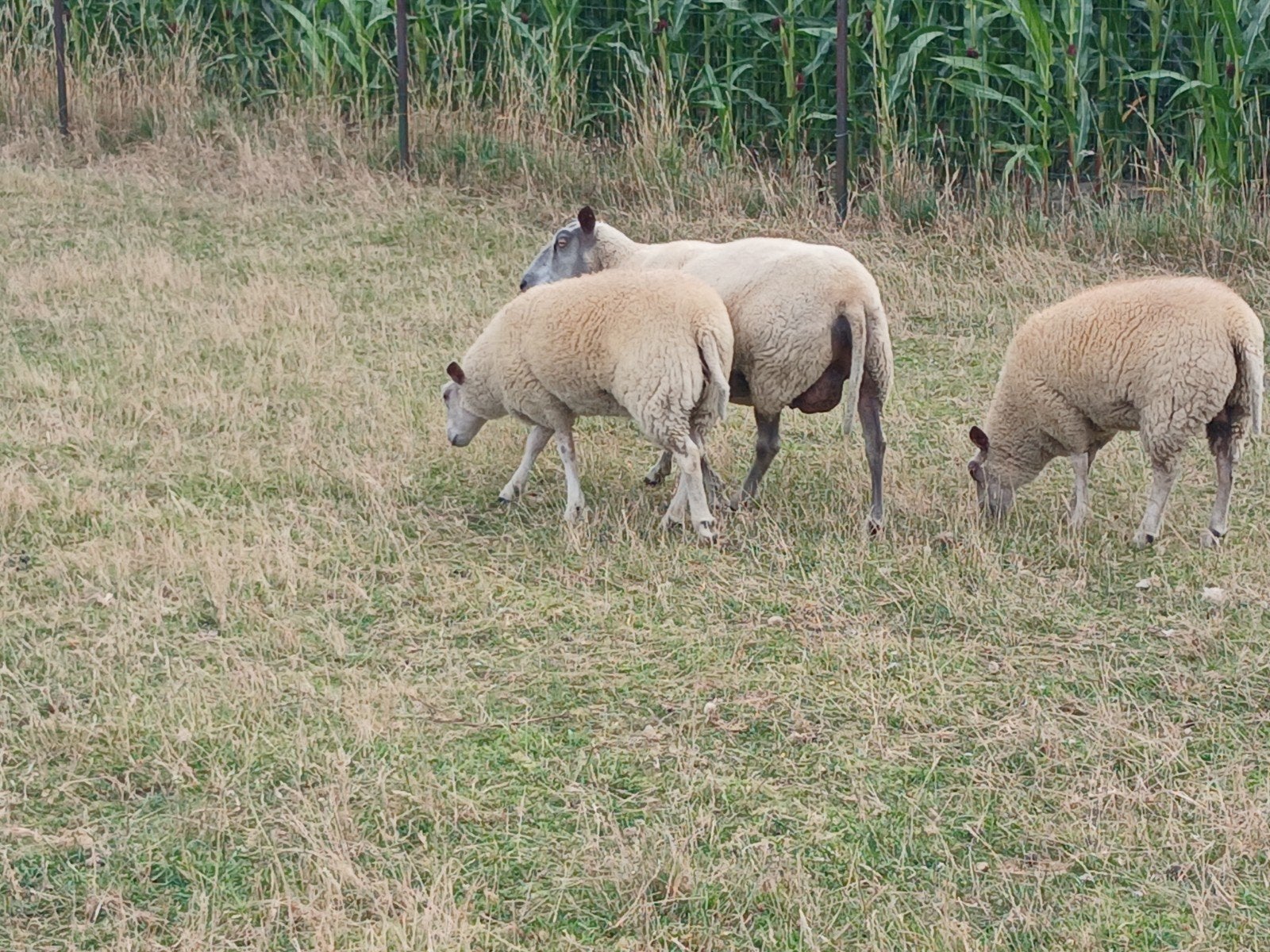 3 goed gevleesde jonge ooien, Animaux & Accessoires