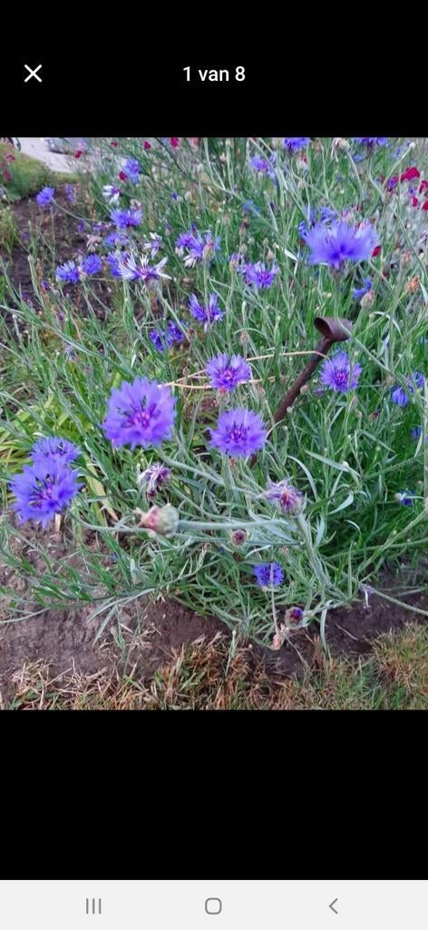 Bleuet rustique bleu violet, Jardin & Terrasse, Plantes | Jardin, Plante fixe, Plein soleil, Été, Enlèvement