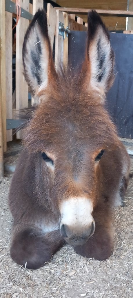 Op zoek naar goed omheinde weidegrond met schuilhok of stal!, Dieren en Toebehoren, Januari, Vrouwelijk