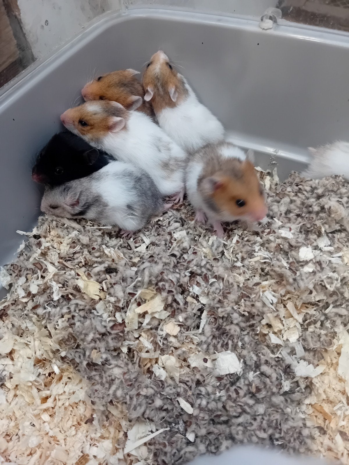 8 jone goudhamsters, Hamster, Mei, Meerdere dieren, Tam