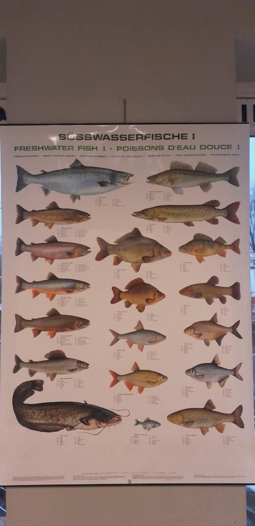 Poster vijvervissen / zoetwatervissen, Dieren en Toebehoren, Vissen | Vijvervissen, Overige soorten