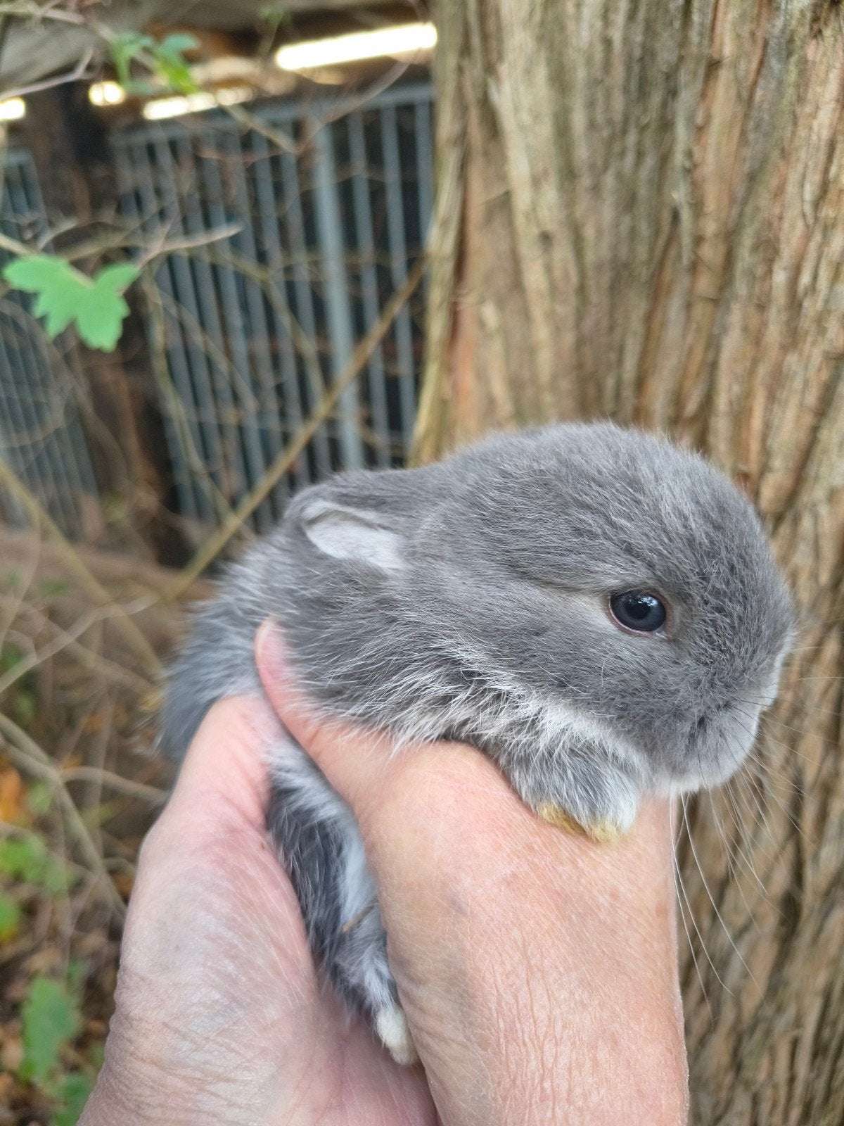 Hele mooie NHD dwergkonijn tjes, Dieren en Toebehoren, Meerdere dieren, Dwerg, Hangoor, 0 tot 2 jaar