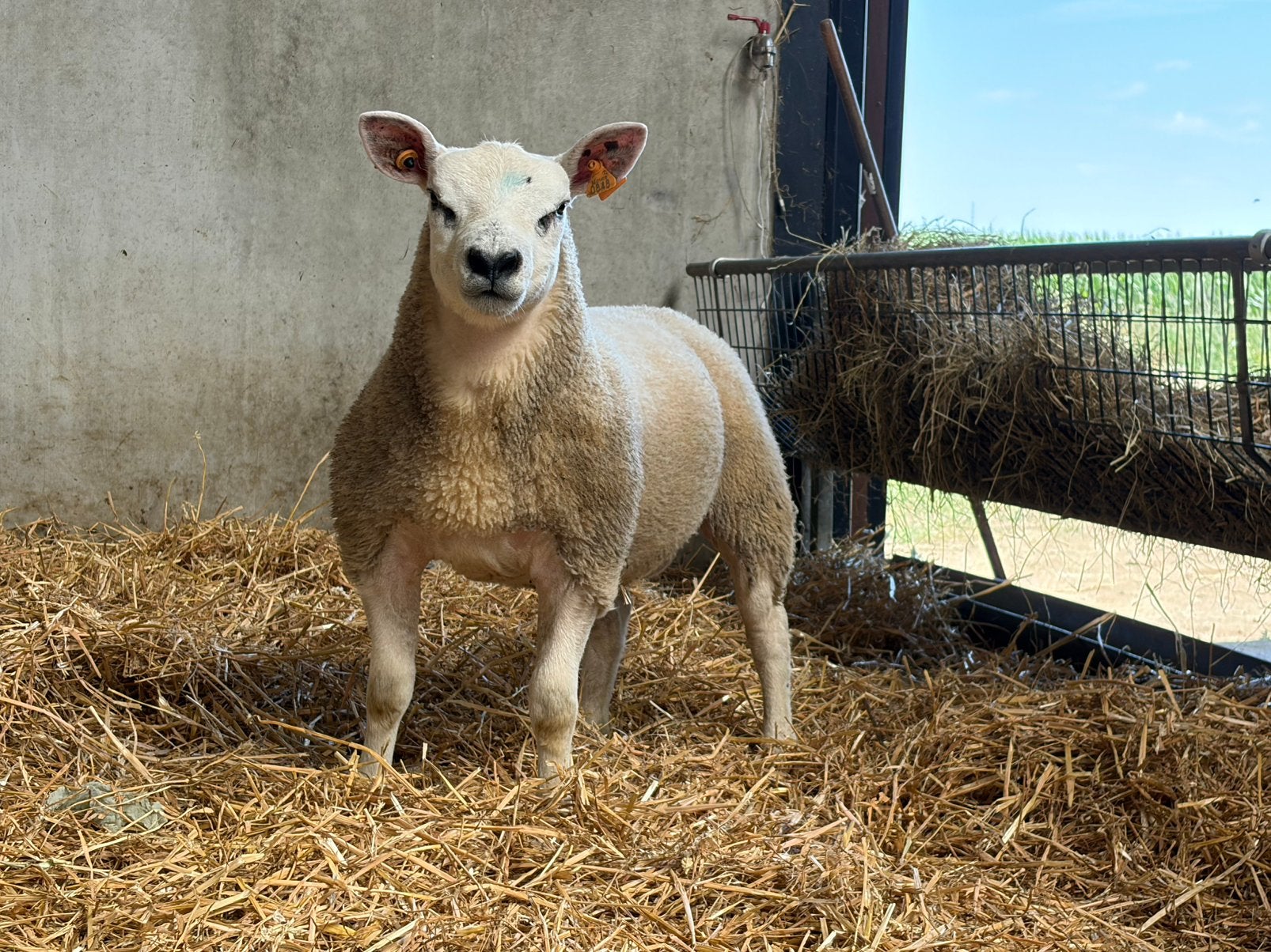 Engelse texel ramlammeren, Mâle, Mouton, 0 à 2 ans