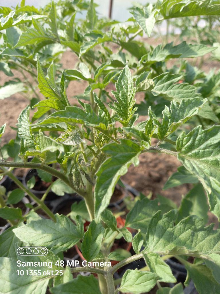 Tomatenplanten, Ophalen