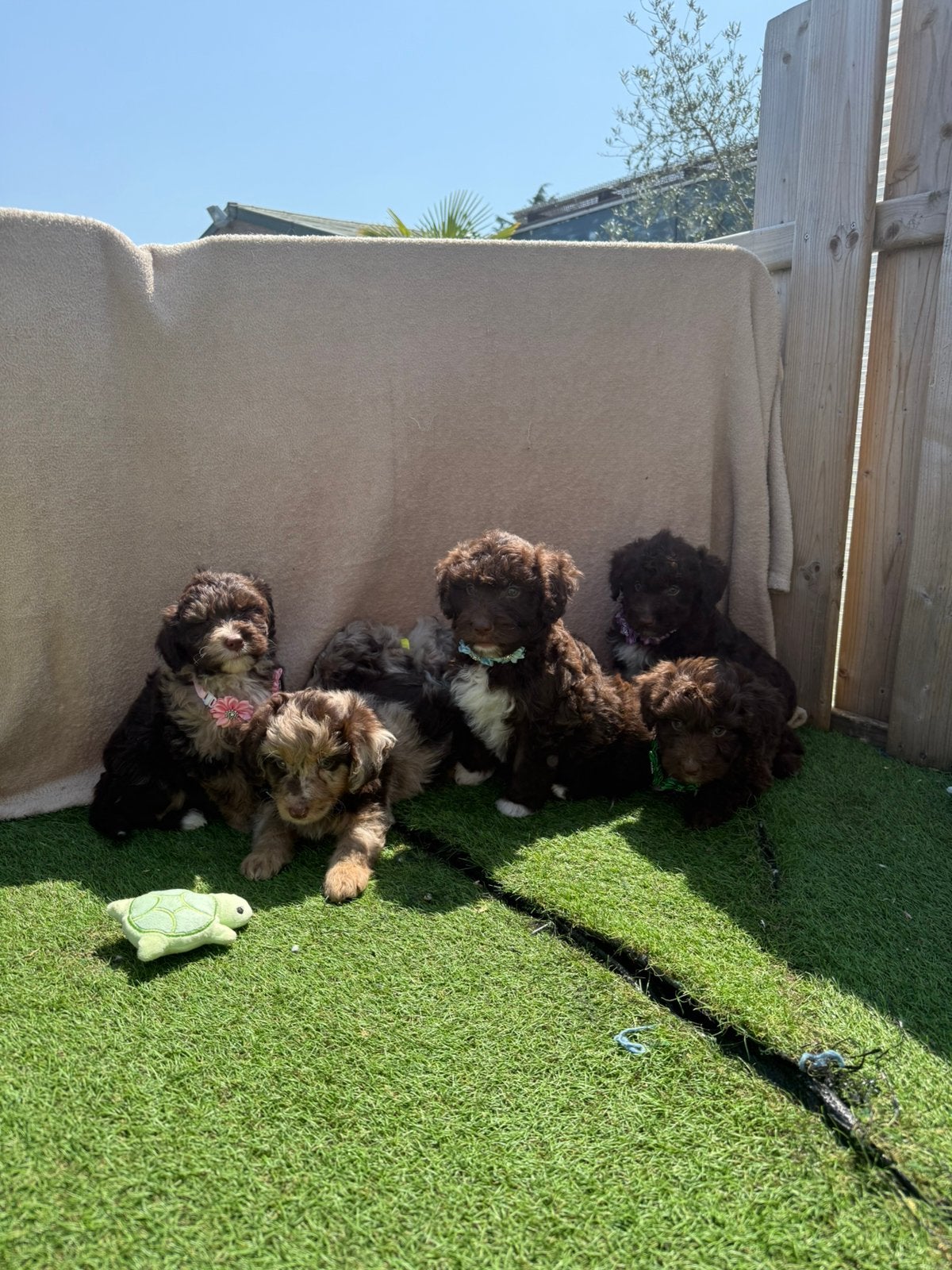Prachtige mini/medium labradoodle pups, Animaux & Accessoires, Chiens | Retrievers, Épagneuls & Chiens d'eau, Plusieurs animaux