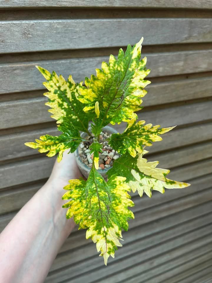 Coleus / siernetel NN Timotei, Maison & Meubles, Enlèvement ou Envoi