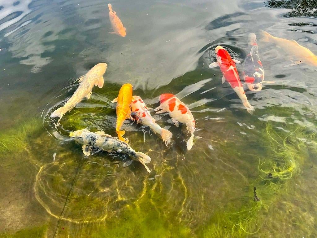 Grote Japanse koi, Carpe ou Koï