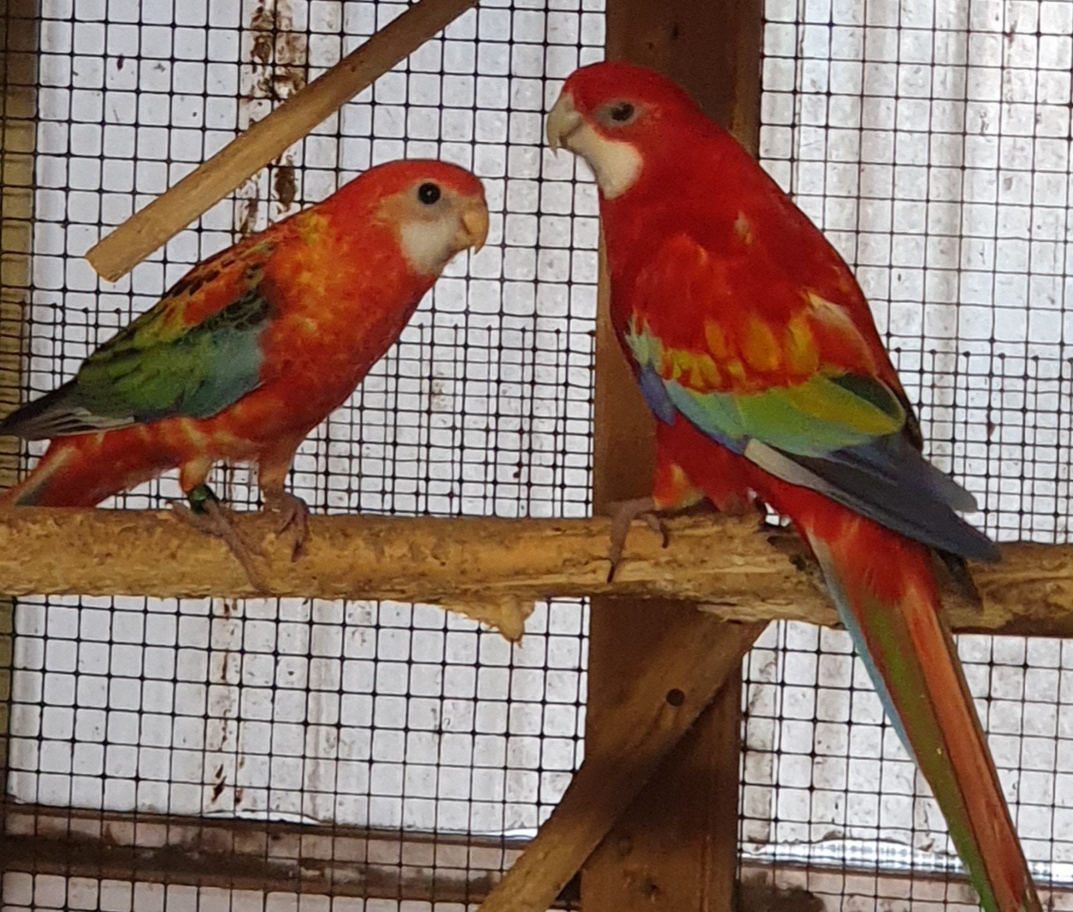 Opaline split golden kans zwart rosella, Dieren en Toebehoren, Geslacht onbekend, Parkiet, Geringd