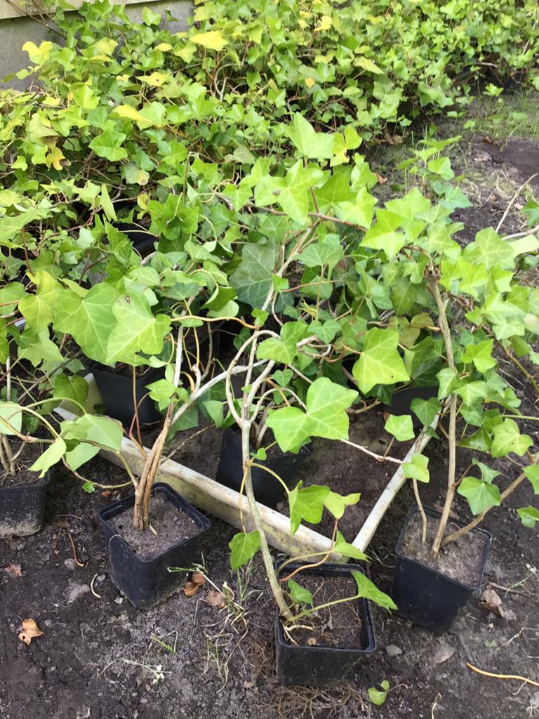 Terrasplanten in pot te koop, Tuin en Terras, Planten | Tuinplanten, Ophalen