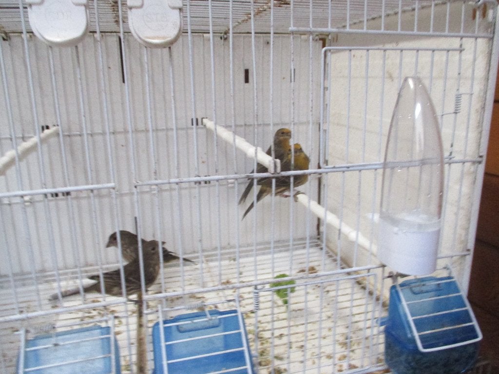 4 Mexicaanse roodmussen, Dieren en Toebehoren, Meerdere dieren, Geringd