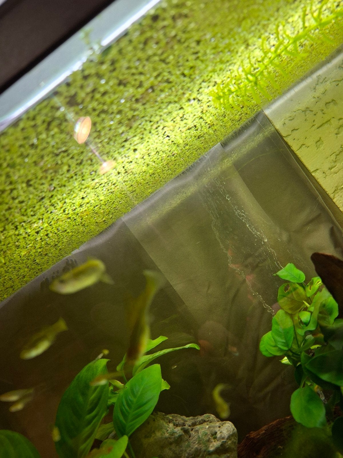 l entille d eau aquarium bassin ... a donner ou echange, Animaux & Accessoires
