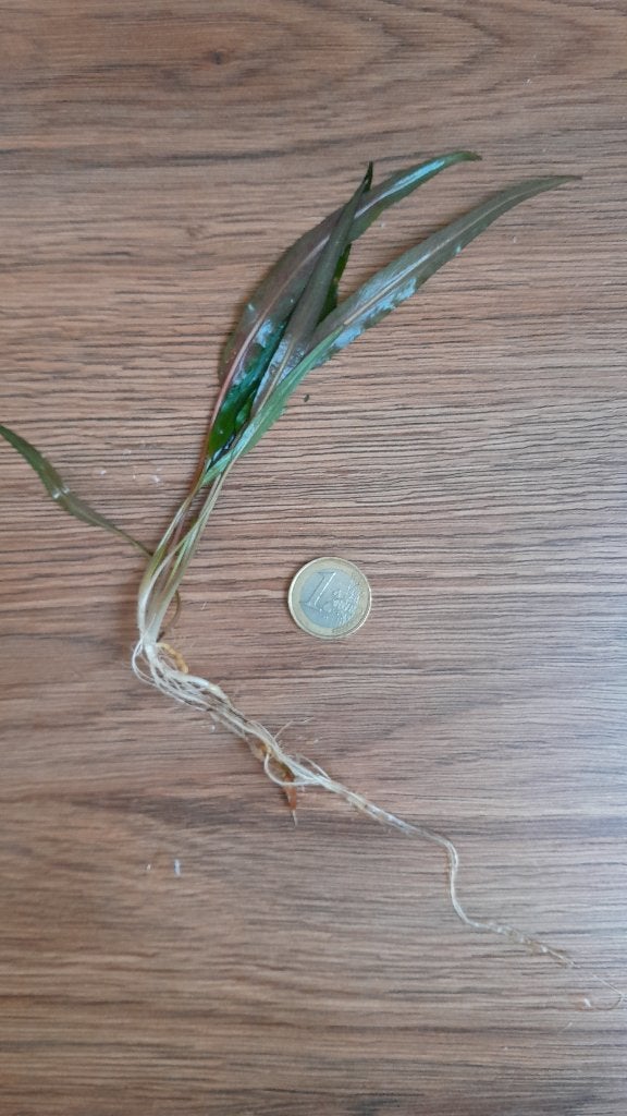 Cryptocoryne te koop, Dieren en Toebehoren, Ophalen, Nieuw, Plant(en), Steen of Hout