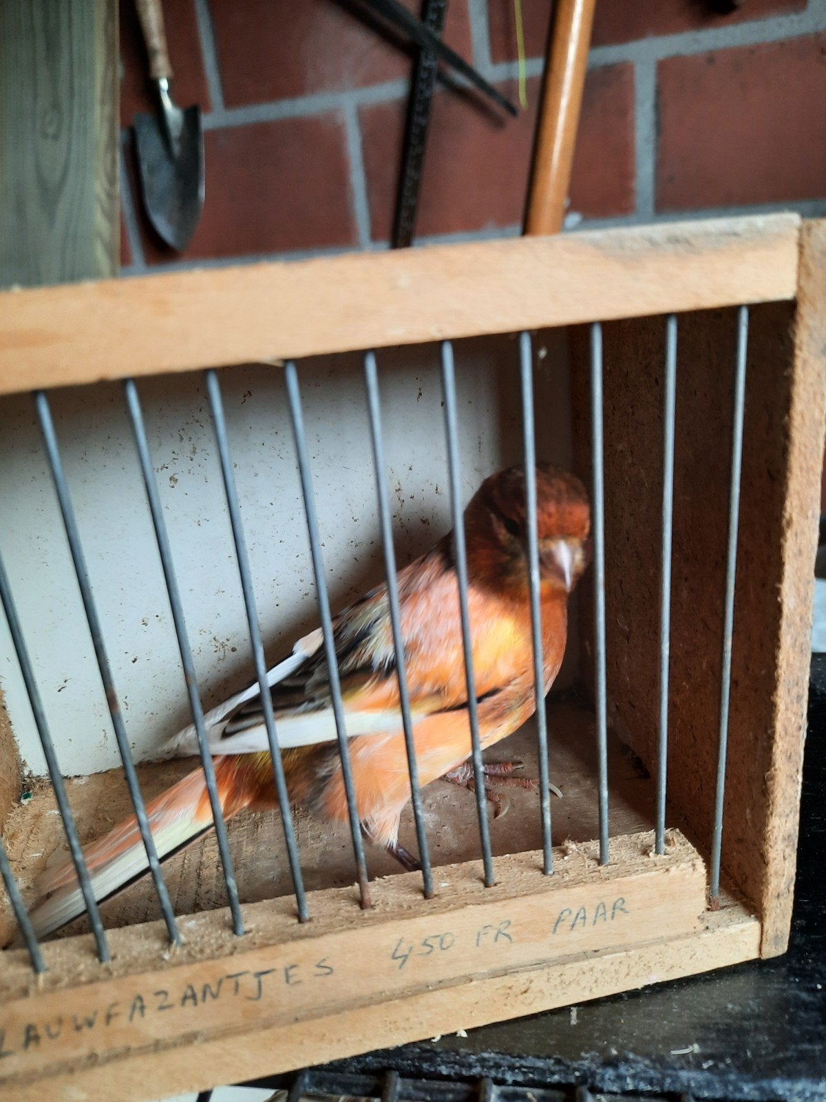 Kanarie man, Dieren en Toebehoren, Vogels | Kanaries, Geslacht onbekend, Kleurkanarie