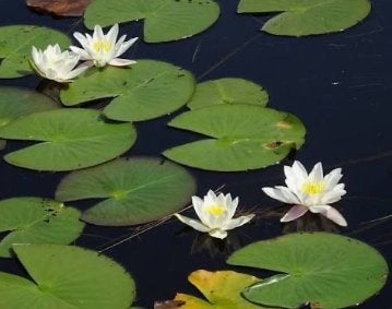 Waterlelie, Ophalen