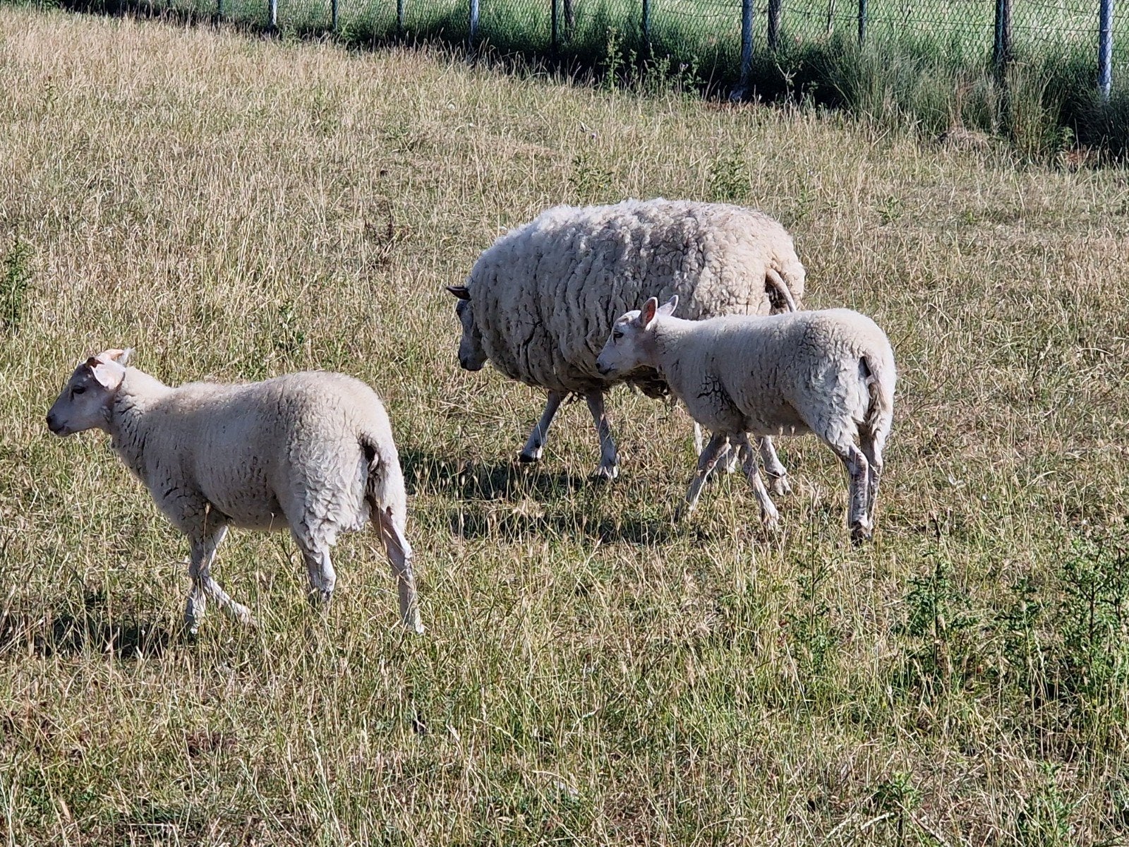 Schapen te koopen