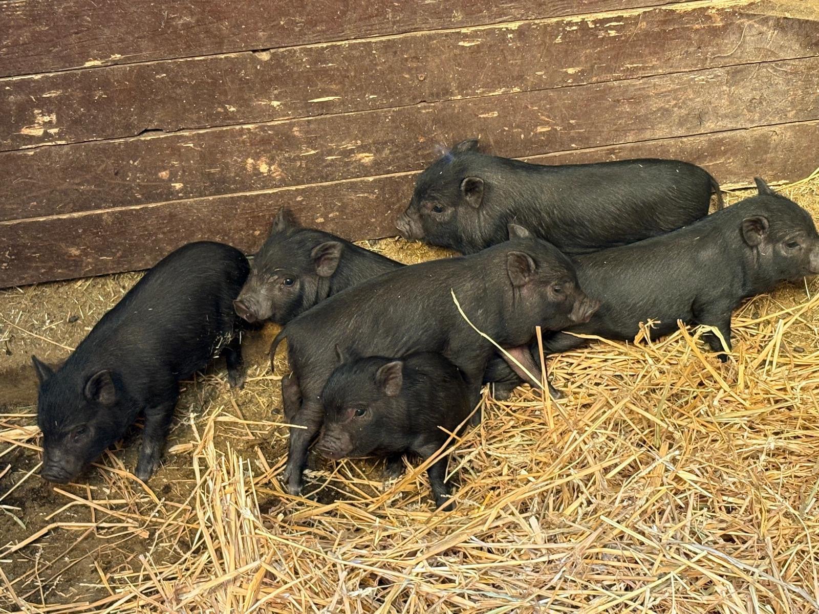 Vrais micros cochons de compagnie, Animaux & Accessoires, Plusieurs animaux, Porcs, 0 à 2 ans