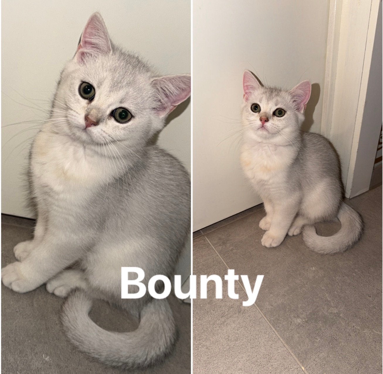 Bounty & Brownie – chatons Black Silver Shaded, Animaux & Accessoires, Chats & Chatons | Chats de race | Poil ras, Plusieurs animaux