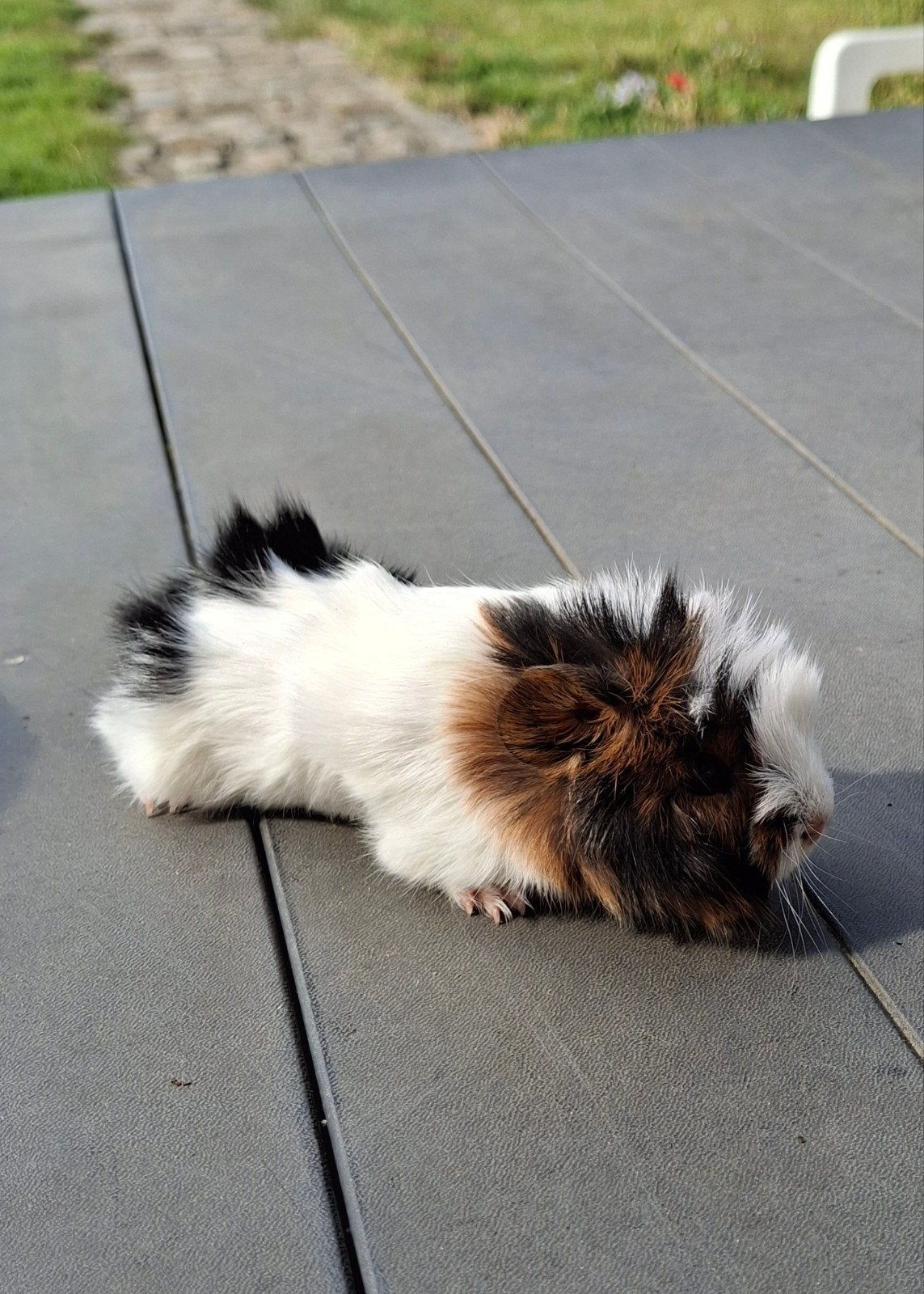 Mooie caviaatjes, Dieren en Toebehoren, Knaagdieren, Juni, Meerdere dieren, Cavia