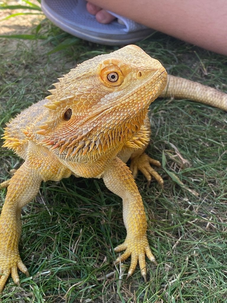 2 baardagamen, Dieren en Toebehoren, Reptielen en Amfibieën, Tam, 3 tot 6 jaar