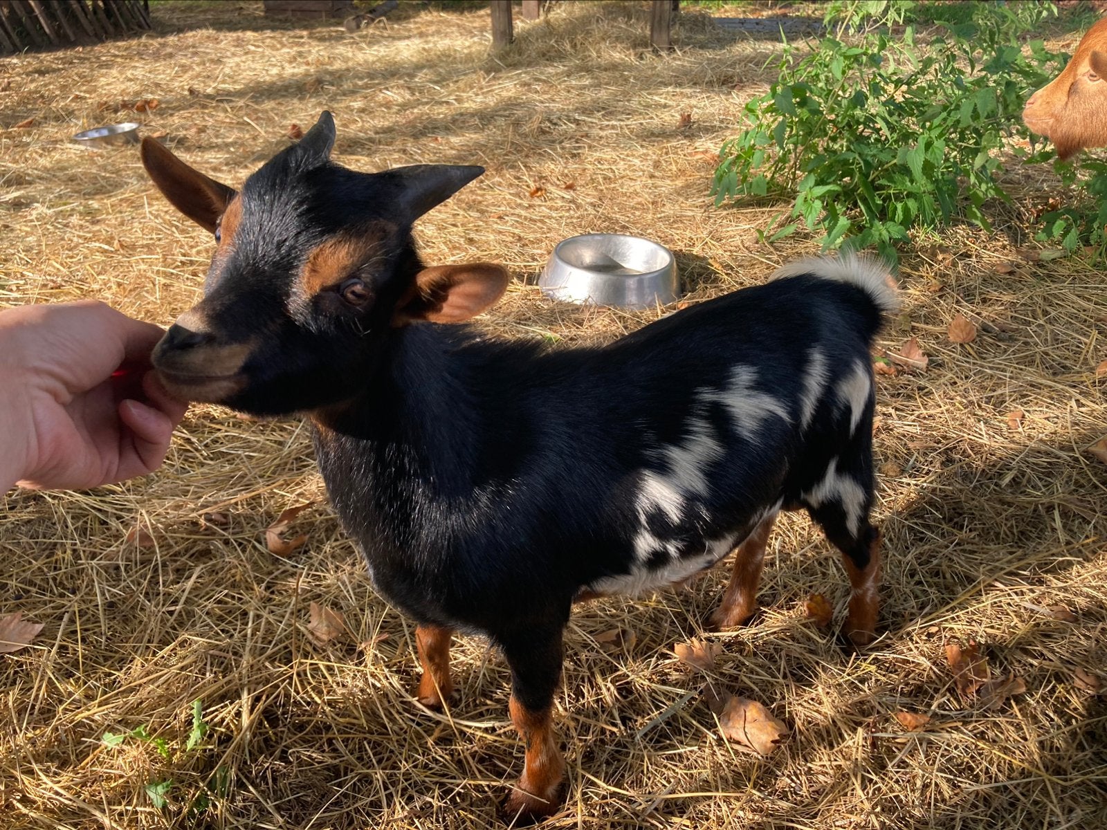 Super knap dwerg bokje, Dieren en Toebehoren