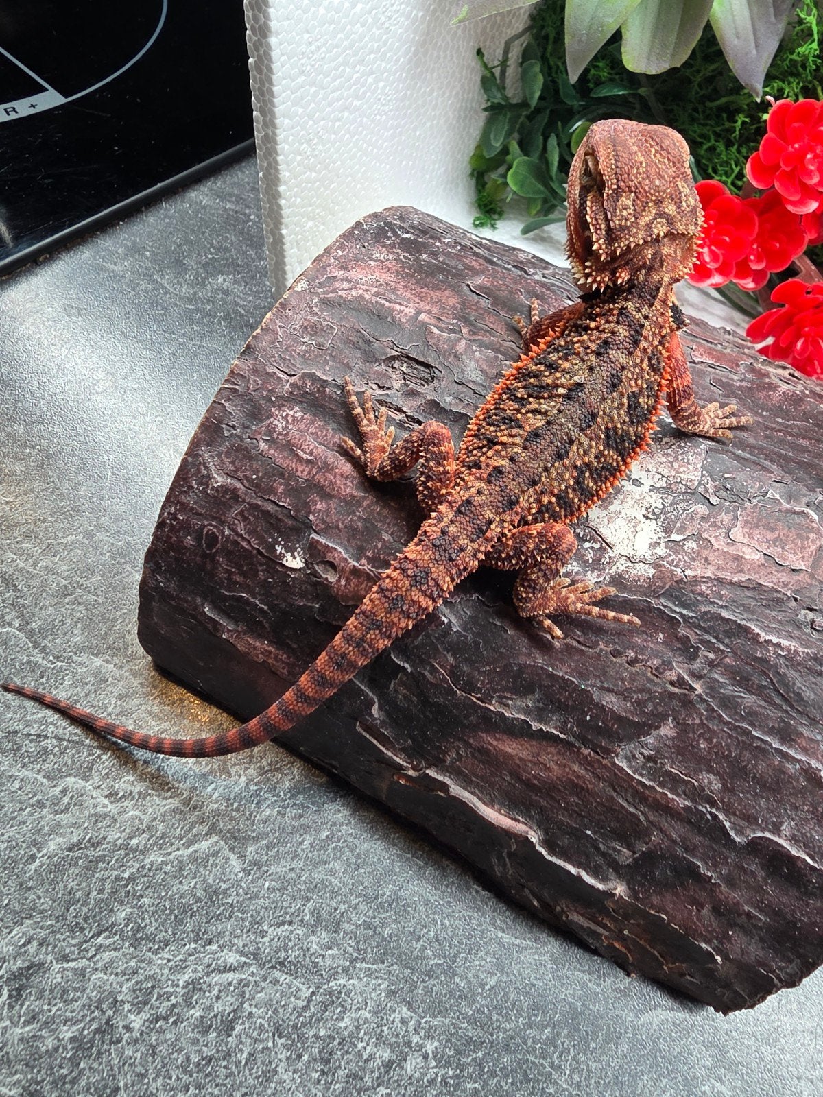 dark red monster, het hypo, man, Dieren en Toebehoren