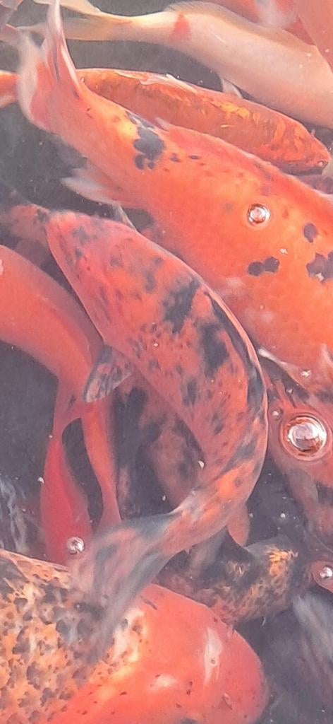 Koi, Dieren en Toebehoren