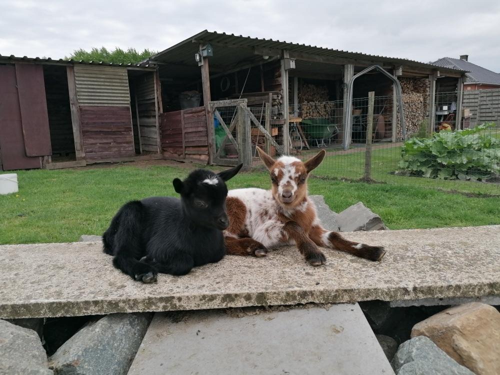 Dwerggeitjes, Dieren en Toebehoren, Meerdere dieren, Geit, 0 tot 2 jaar