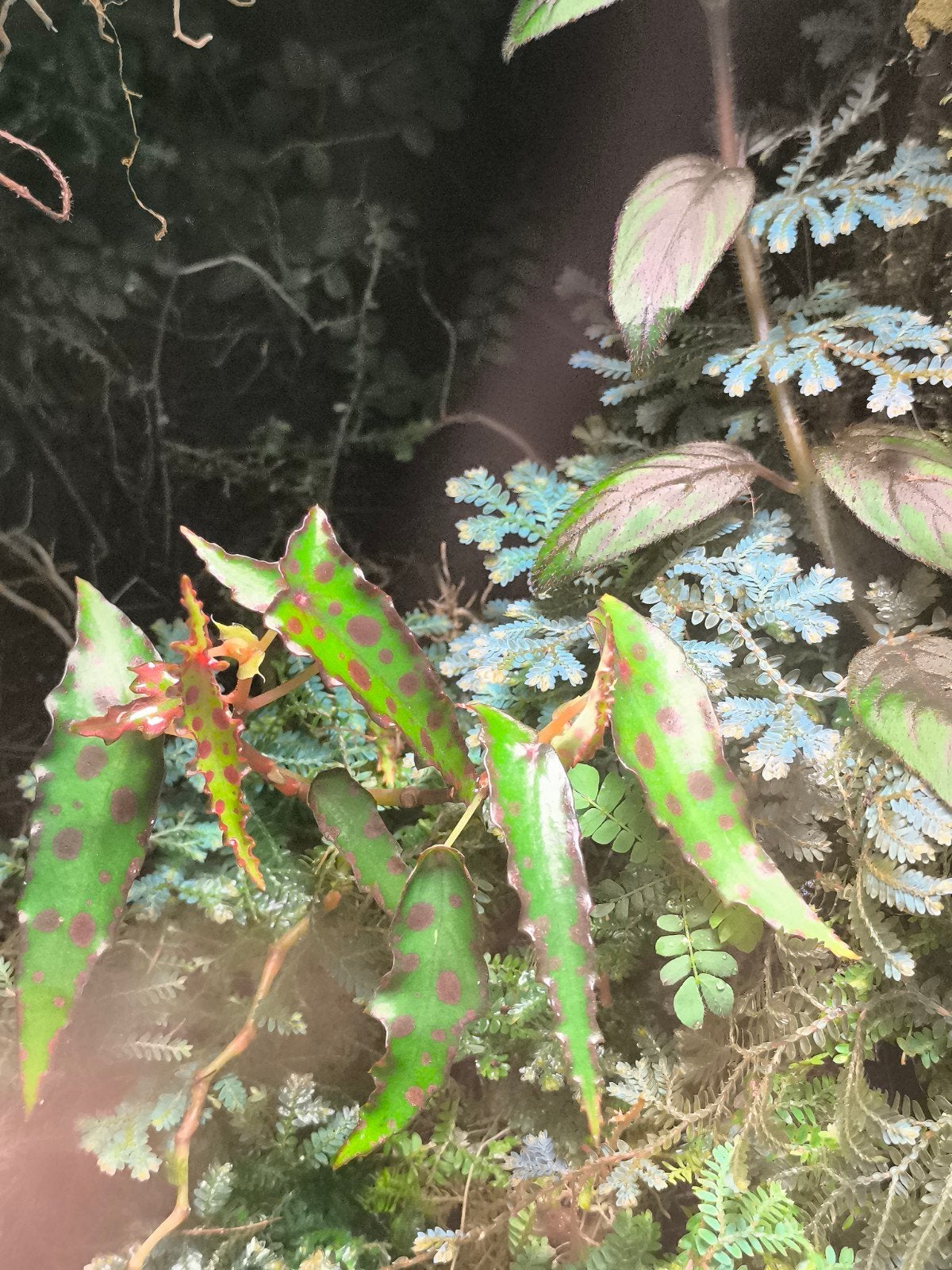 Selaginella uncinata tropische plant