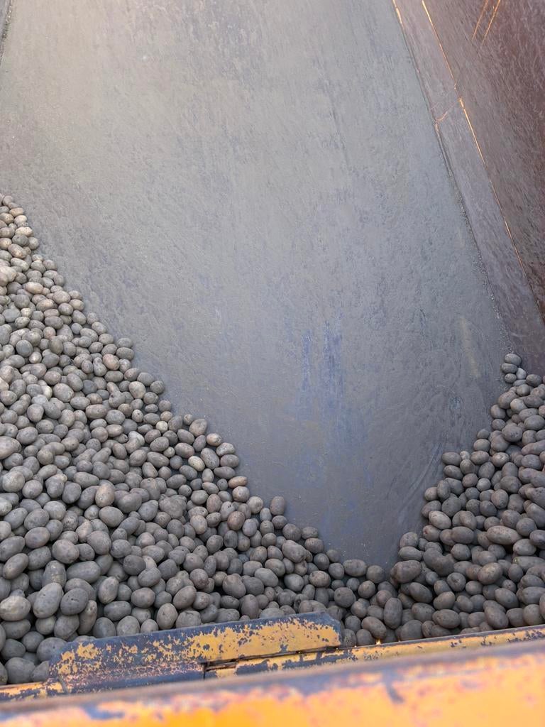 Aardappel pootgoed, Ophalen