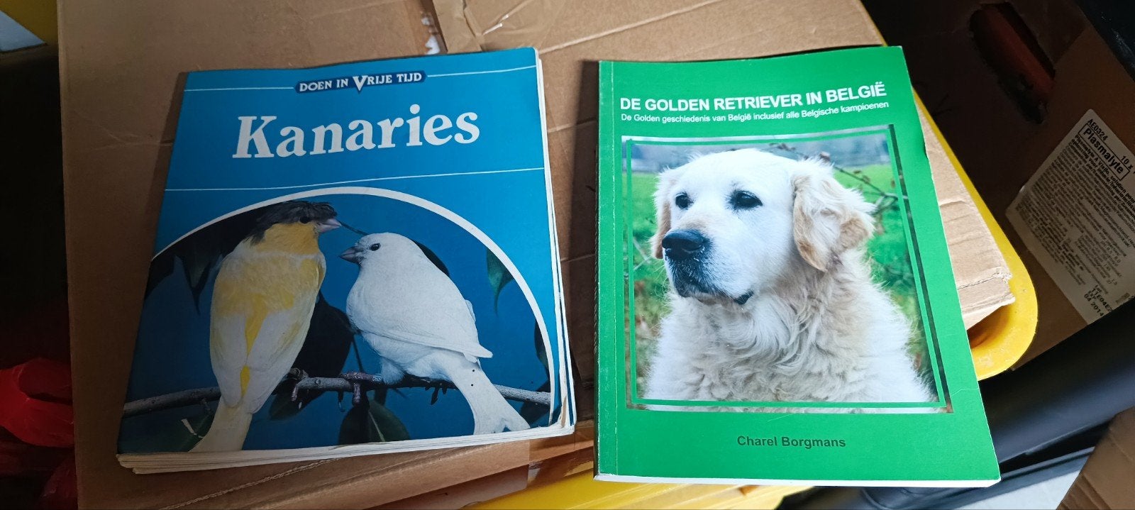 Golden Retriever en kanaries, Enlèvement ou Envoi, Utilisé