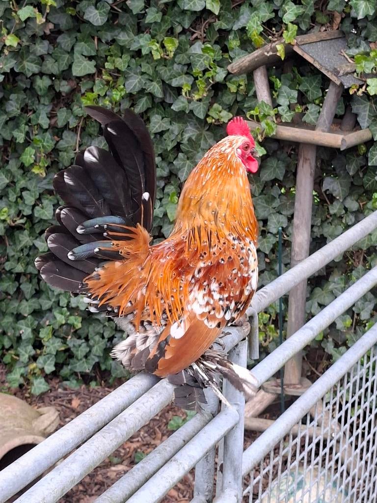 Broedeieren Nederlandse Sabelpootkriel, Dieren en Toebehoren, Pluimvee